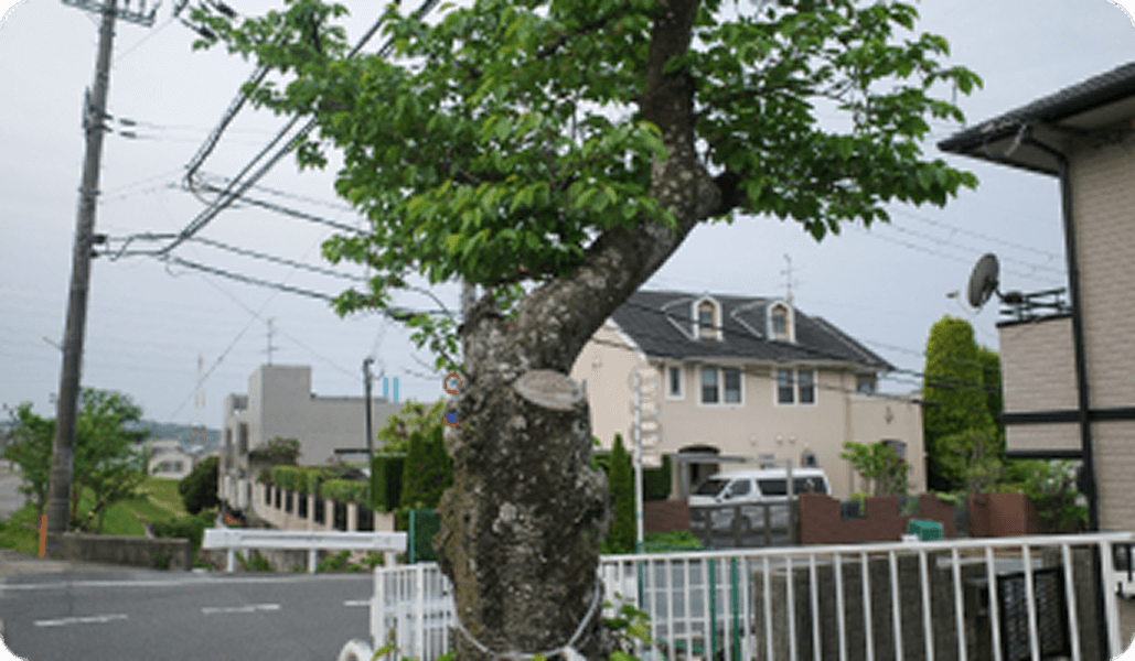伐採